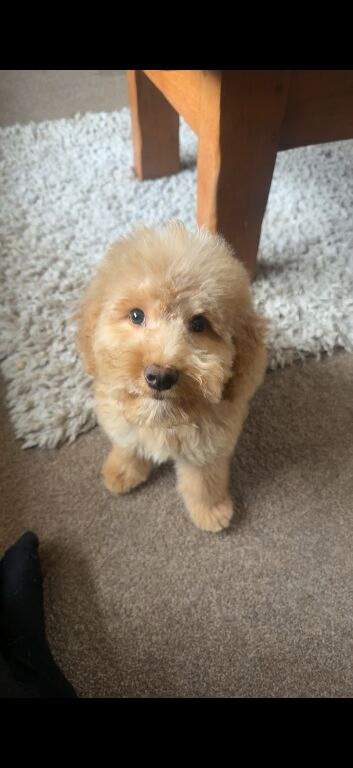 Cockapoo puppy for sale