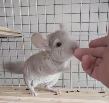 Lovely Chinchilla kit available for a loving home
