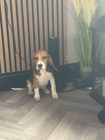 Beagle Pups Northern Ireland