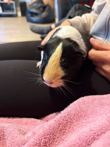 3 Guinea pigs looking for a new home