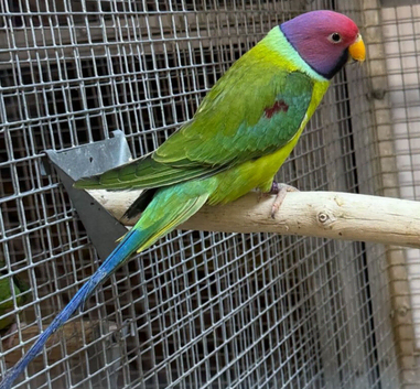 Stunning Male Plumhead Parrot