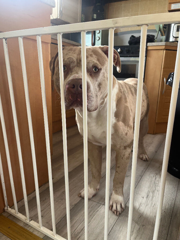 LOOKING FOR TYSONS BREEDER