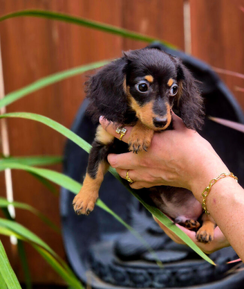Miniature Dachshund Puppies