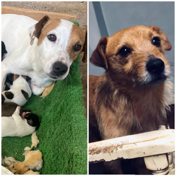 Beautiful Mixed Litter Jack Russel X Border Terrier