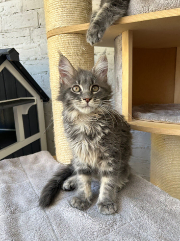 Giant XL Maine Coon kittens Tica reg