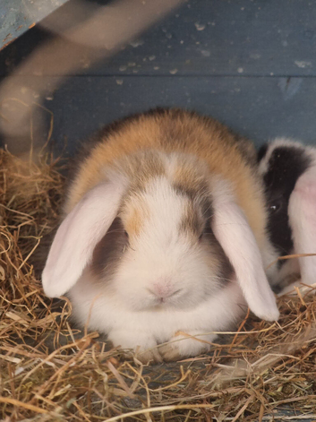 Mini lop rabbits available on the 21/07/2026