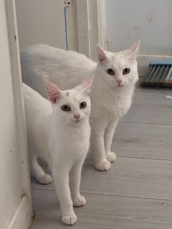 1year old female Turkish angora