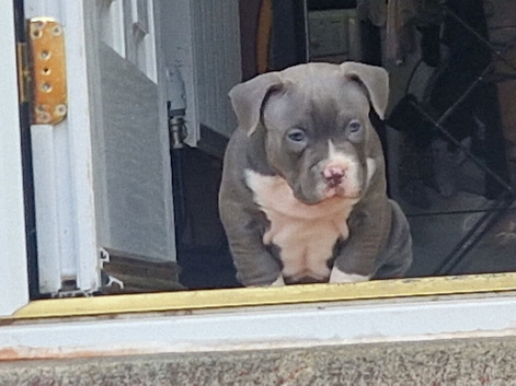 American pocket bully