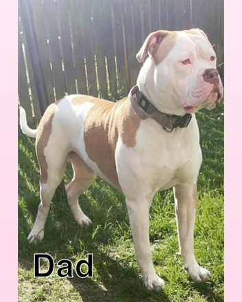 (CHAMP) American bulldog