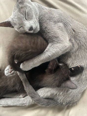 Russian Blue Cross Kittens 1 Girl