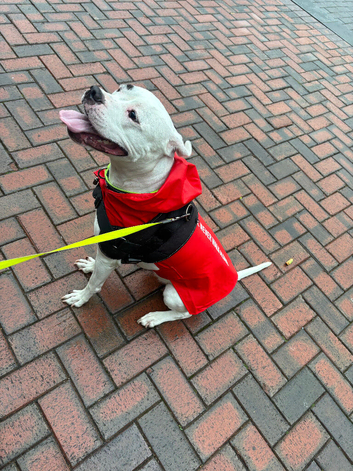 Sky (American bully dog crossed)