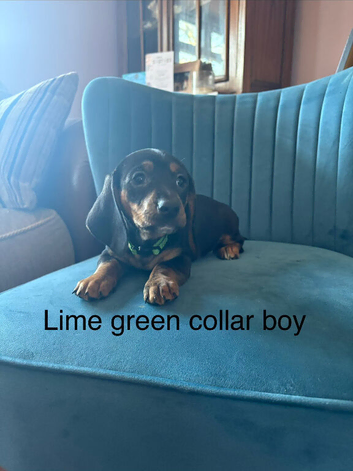 Beautiful Daschund Puppies