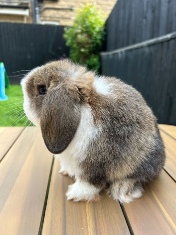 Mini lop girl