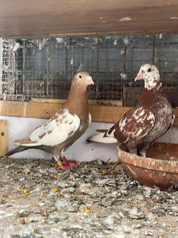 Health and strong muleumans racer pigeons for sale in Birmingham