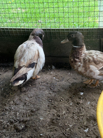 4 call ducks