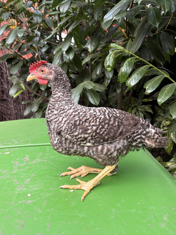 Striking Olive Egger Cockerel - Ultimate Rainbow Basket Sire!