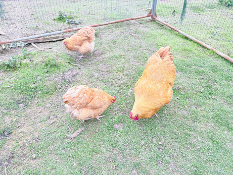 Buff Orpington&rsquo;s