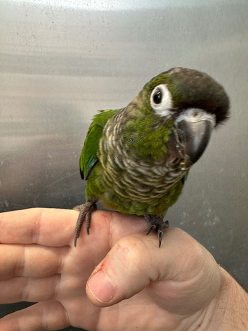&pound;300 each 2 hand reared baby conures available