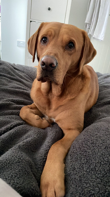 Gorgeous fox red Lab for stud