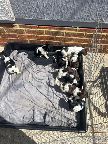 English springer spaniel puppies
