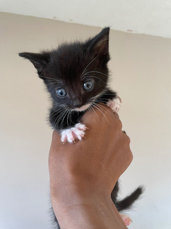 Male kitten