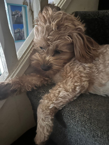Shihpoo