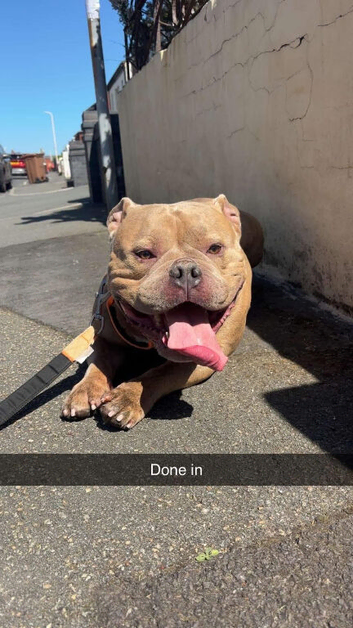 Pocket bully