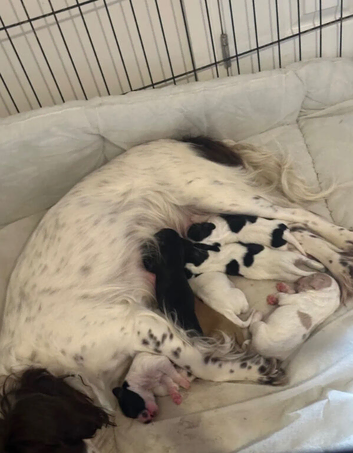 Sprocker puppies