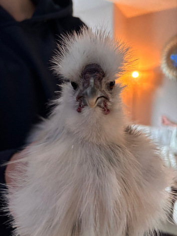 4 silkies