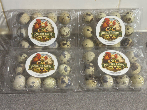 Cortunix Quail Hatching Eggs