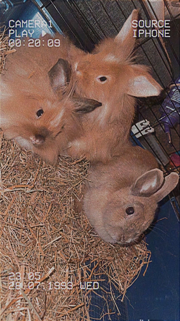 Neverland dwarf cross lionhead