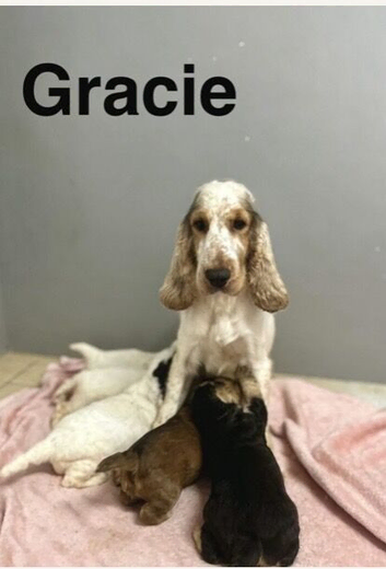 Gracie beautiful litter of cockapoo puppies now ready