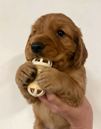 Beautiful Wcs pups