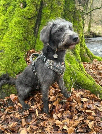 Cockerpoo