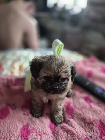Shih tzu cross chihuahua