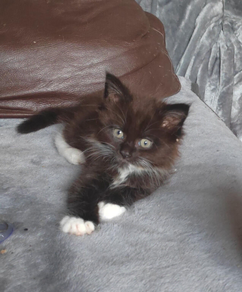 Gorgeous half Maine coon