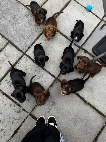 Dachshund x cocker spaniel puppies