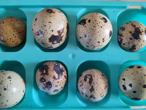 japanese / coturnix quail hatching eggs - black/white/grey chicks
