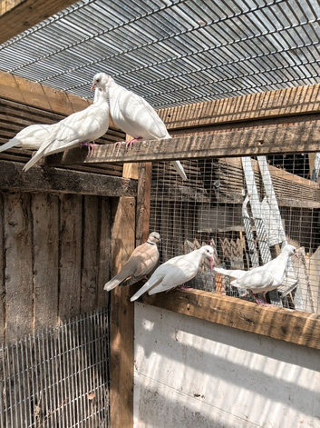Dove for sale