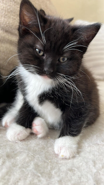 Lovely female kitten 12 weeks old  for sale  in Pembroke Dock.