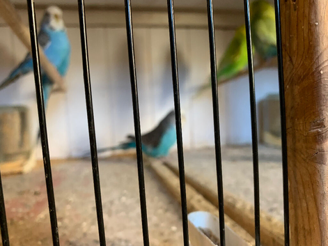 Young budgies for sale