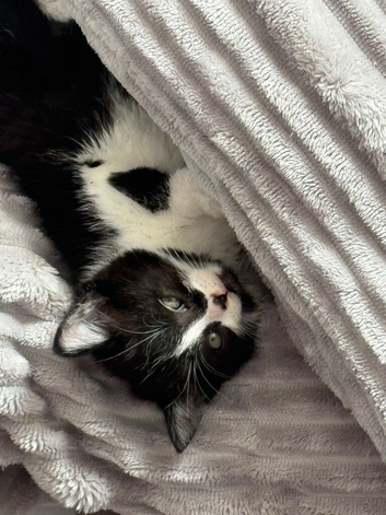 Female kitten