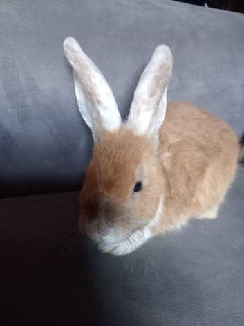 Reduced: 11wk old last of litter buck