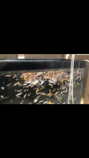 Lots of baby koi carp for sale