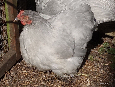 Lavender bantam pullet swap only
