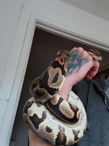 Female sugar leopard het clown