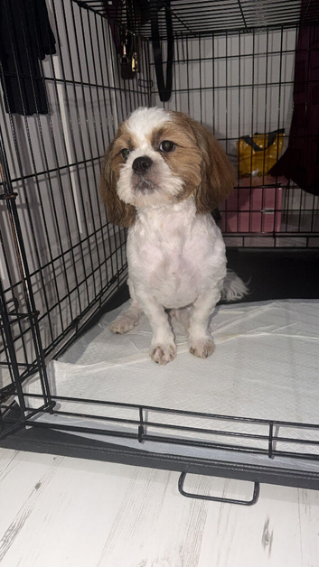 7 month old Shih Tzu puppy