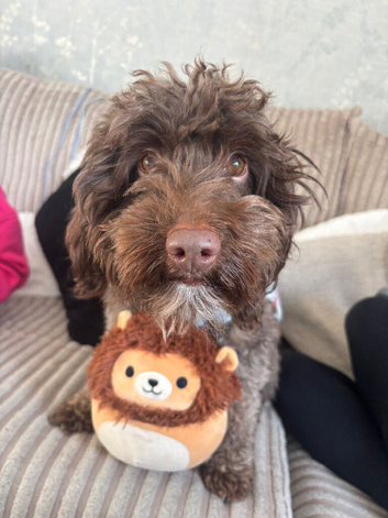 3 year old male cockapoo