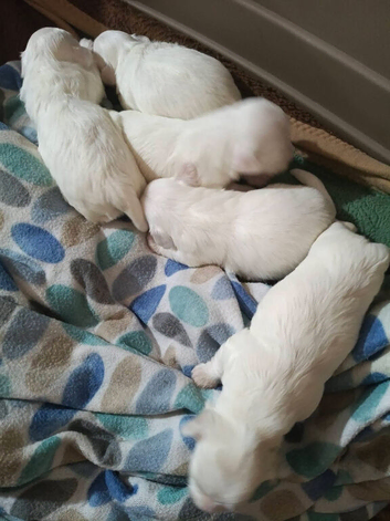 Maltese babys
