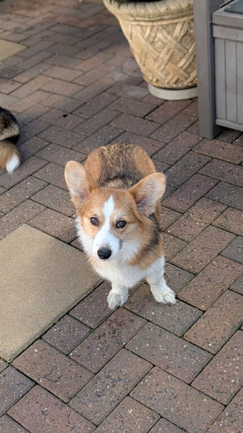 Two lovely health tested Pembrokeshire corgi girls